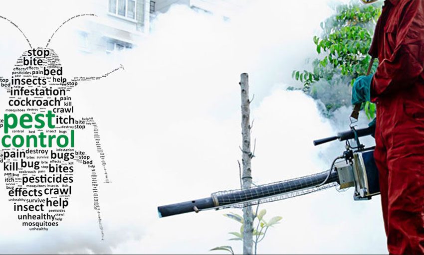 Pest Control Services Near Me in Ibadan