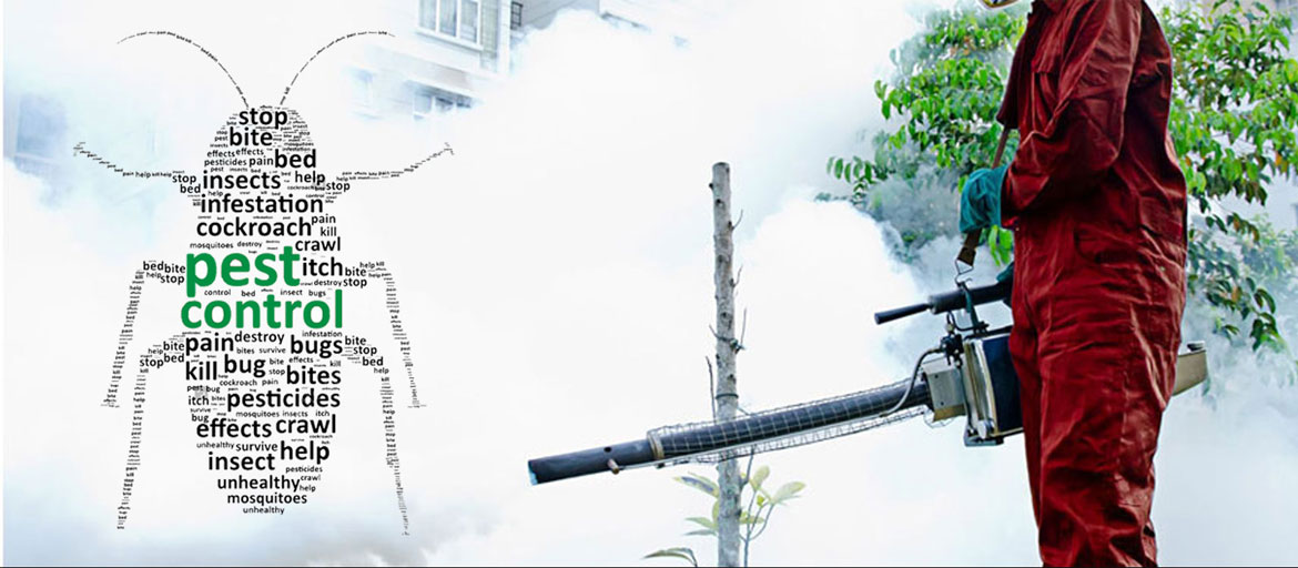 Pest Control Services Near Me in Ibadan